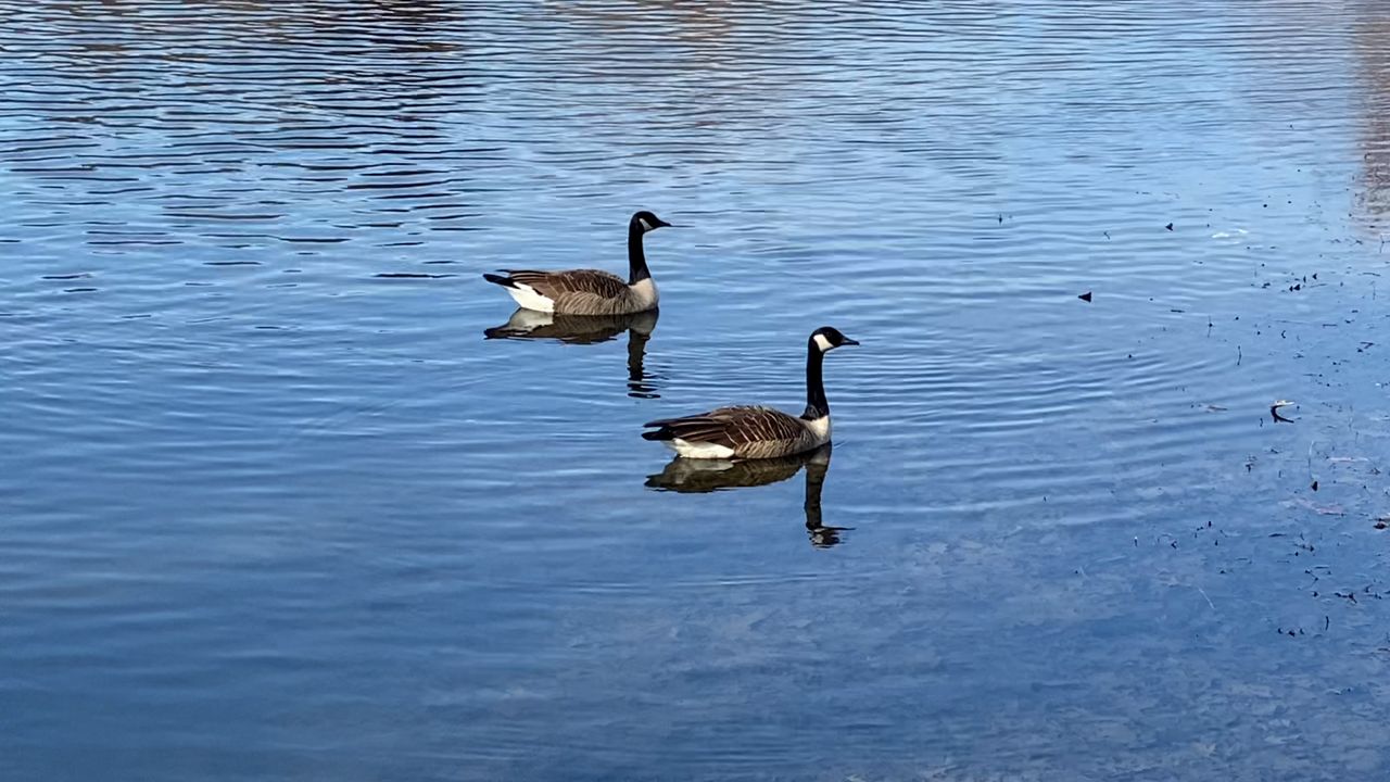 Canada geese mating season in Ohio